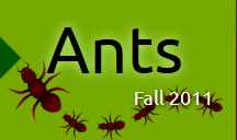 ants1