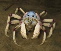 solidercrab