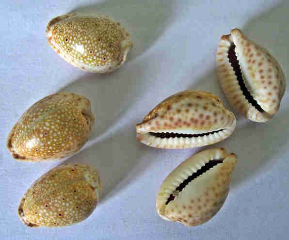 shellsbinary