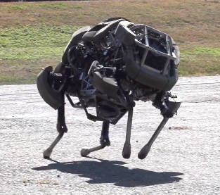 wildecat2