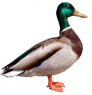 mallard