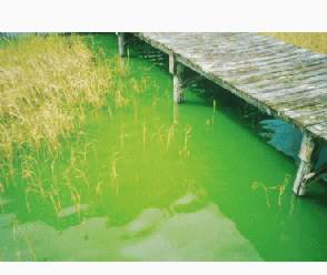 cyanobacterioalbloom