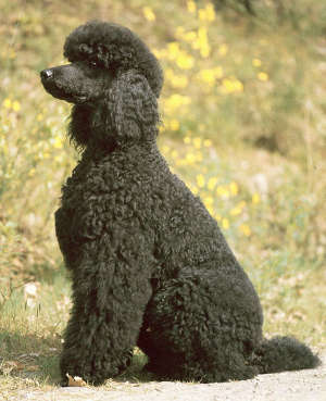 poodle