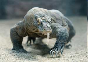 Dragon by Komodo Chess - World Champion Chess Engine