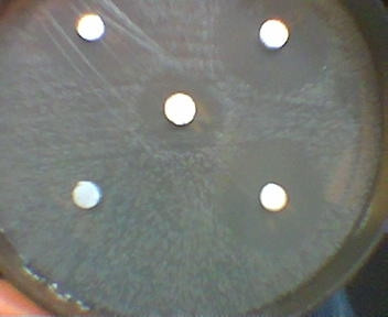 antibiohamming3