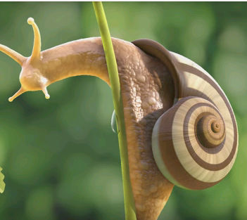 snail