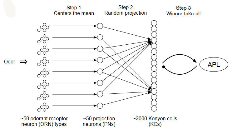 flynet