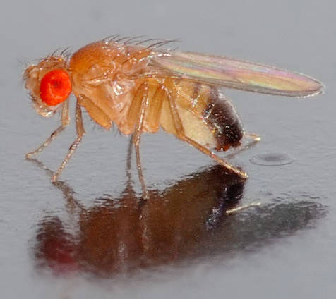 fruitfly