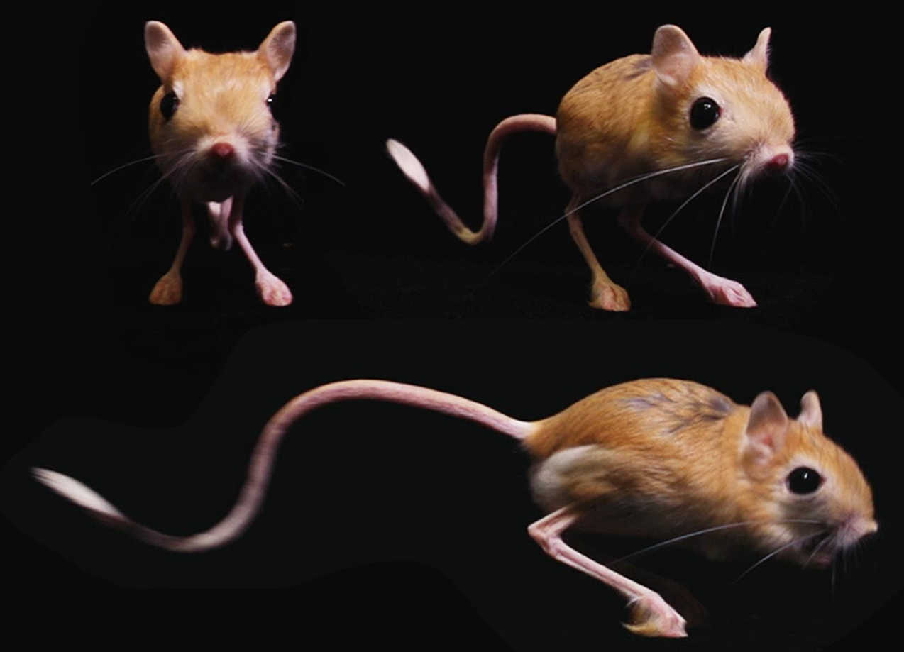 jerboa2