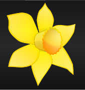 daffodil