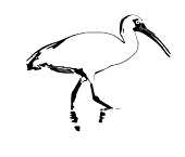 ibis