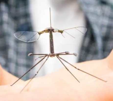 robobee