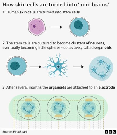 mini-brains
